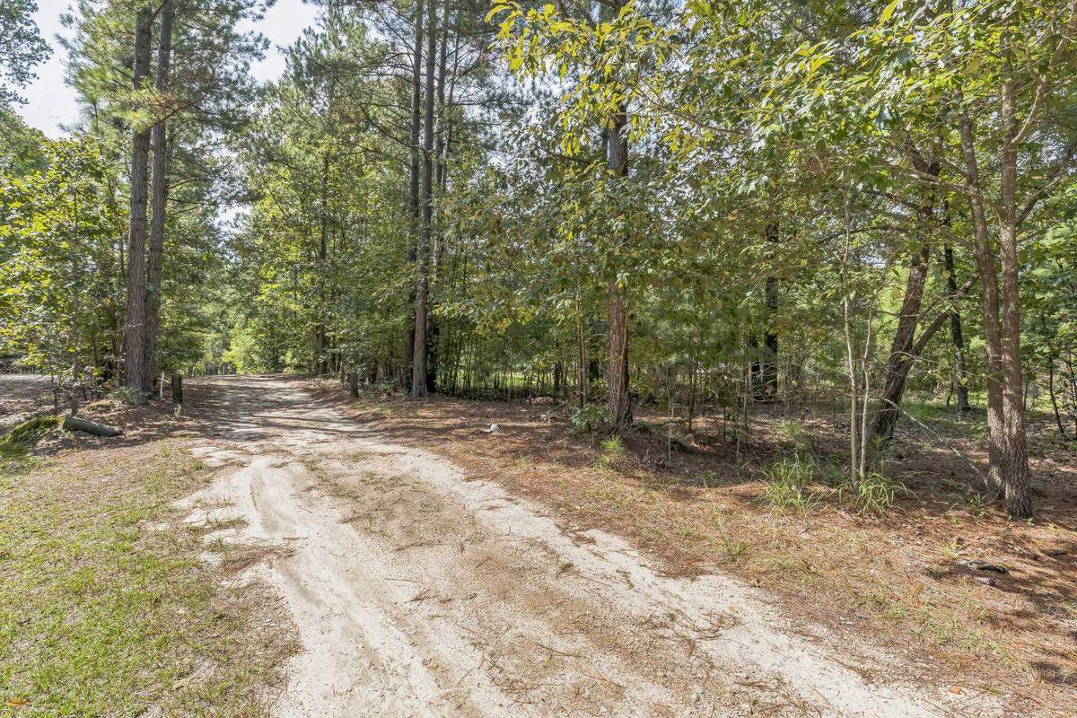 Wooded roadside frontage at the L1 Rivenbark Lane land listing in Springlake, North Carolina
